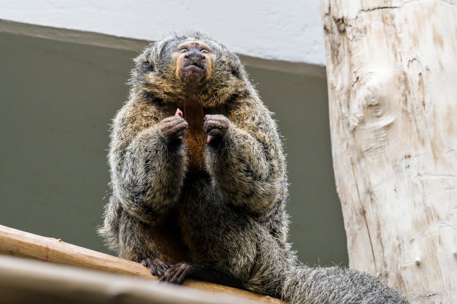 Monkey looking upward symbolizing market foresight
